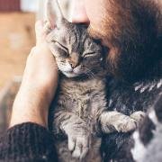 рингтон Кошка мурлычет на звонок